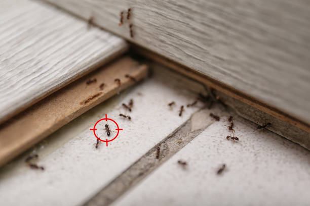Best Pest Control Cost  in Point Venture, TX