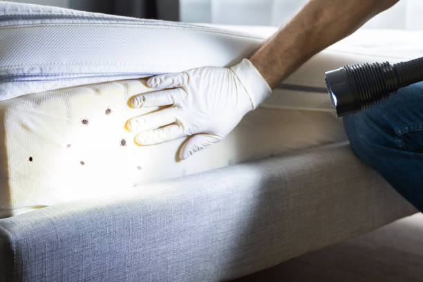 Wasp Removal Services in Point Venture, TX