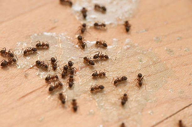 Best Pest Prevention Services  in Point Venture, TX