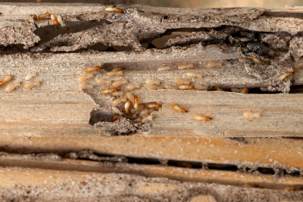 Best Affordable Pest Control Services  in Point Venture, TX